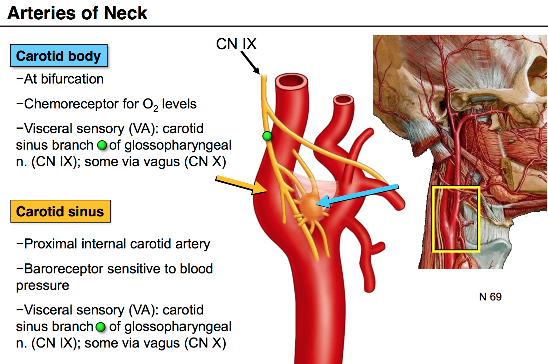 Arteries of neck
Carotid body, carotid sinus