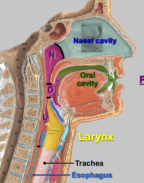 Pharynx And Larynx Anatomy