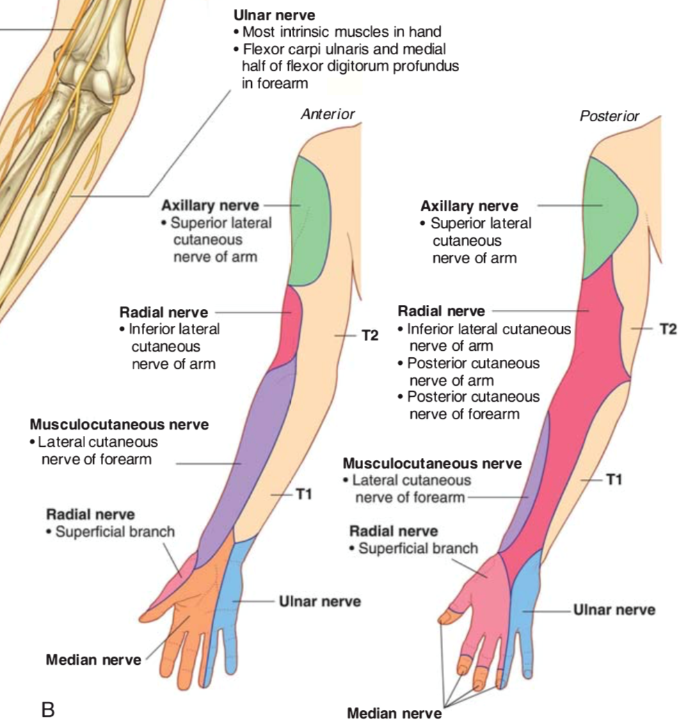 Instant Anatomy Arm Nerves Skin Specific Brachial Plexus The Best