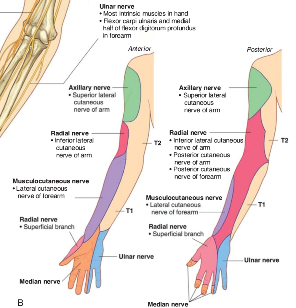 Anatomy Of The Arm Nerves