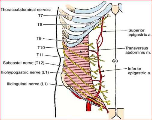 5 tabel bunga Anatomy To Guide Abdomen How  And Images  Refrence Flashcards