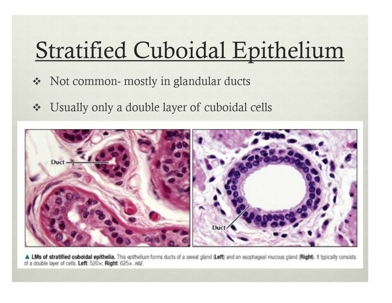 stratified cuboidal epithelium