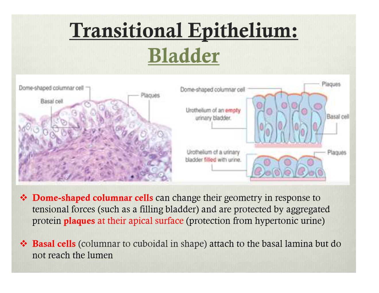 Image result for transitional epithelium examples