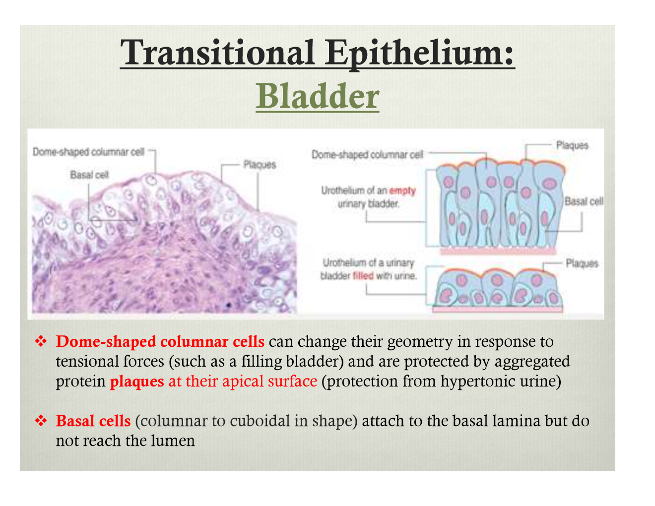 Epithelium Histology Transitional Epithelium Histolog - vrogue.co