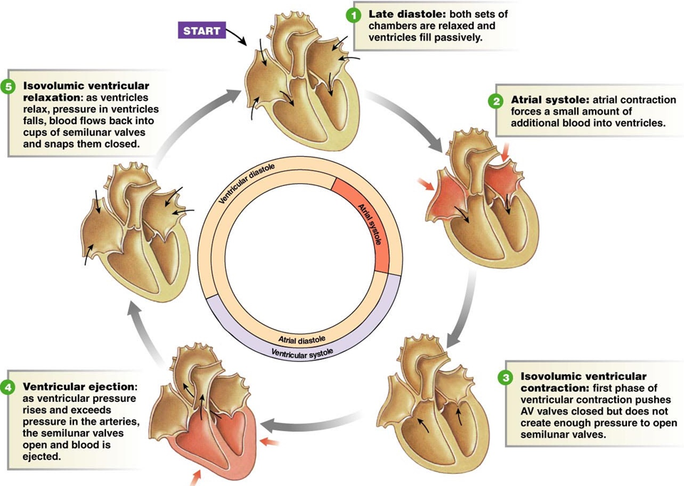 4 - Cardiac Cycle and Wiggers Diagram (Physiology I ...