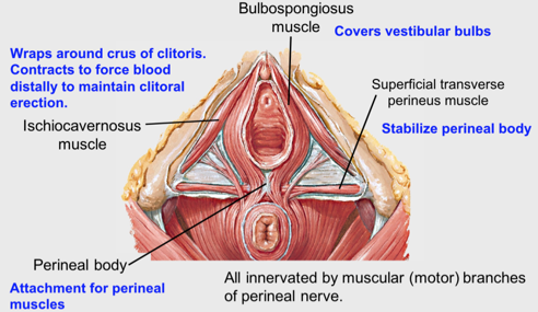erectia musculara perineala
