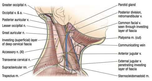 Organization Of The Neck Anatomy The Head And Neck