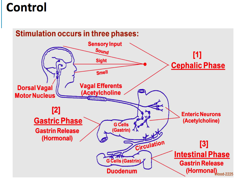 phases-of-gastric-secretion-regulation-of-acid-secretion-2019-01-09