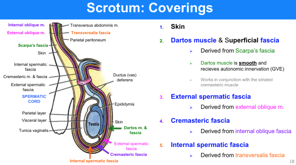 Scrotum Testis And Epididymis Surgery Oxford International Edition