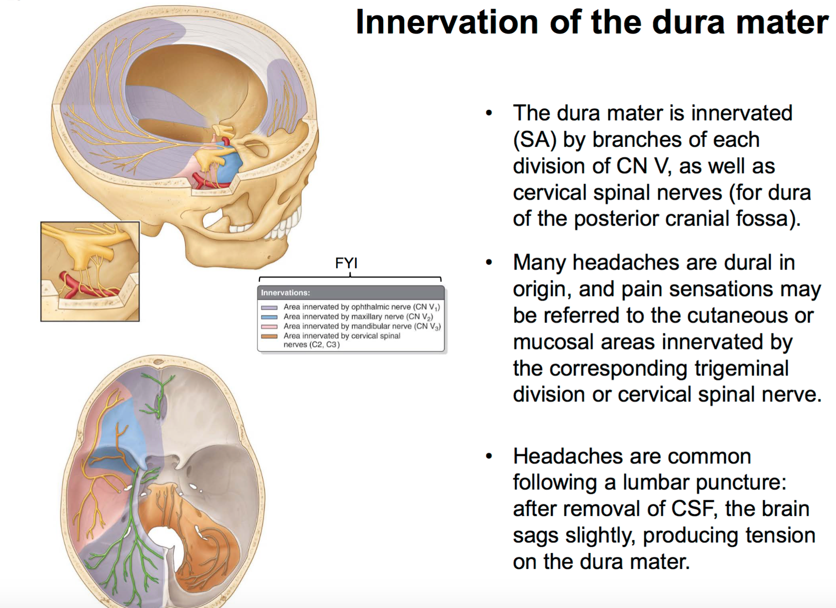 DURAL HEADACHE AND INNERVATION OF THE DURA MATER PDF