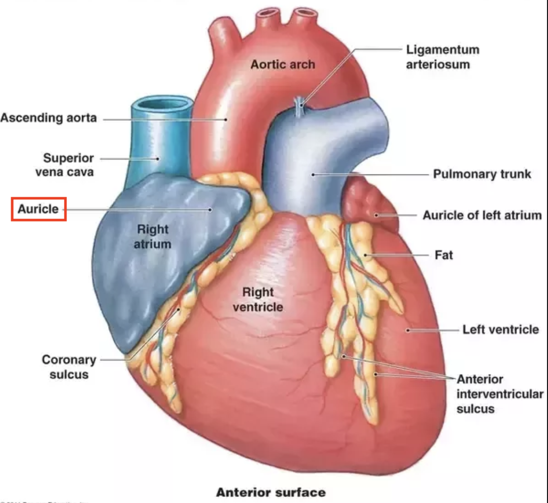 Heart topic. Сердце анатомия. Строение сердца человека. Человеческое сердце анатомия. Сосуды сердца.