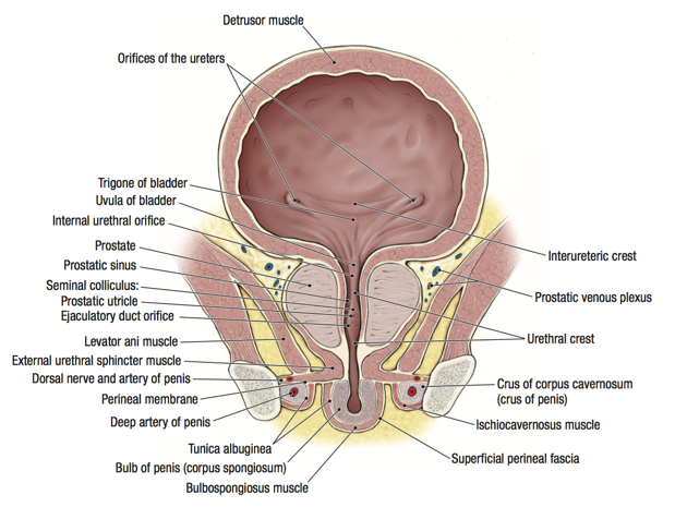 Organele genitale vizibile ale bărbatului