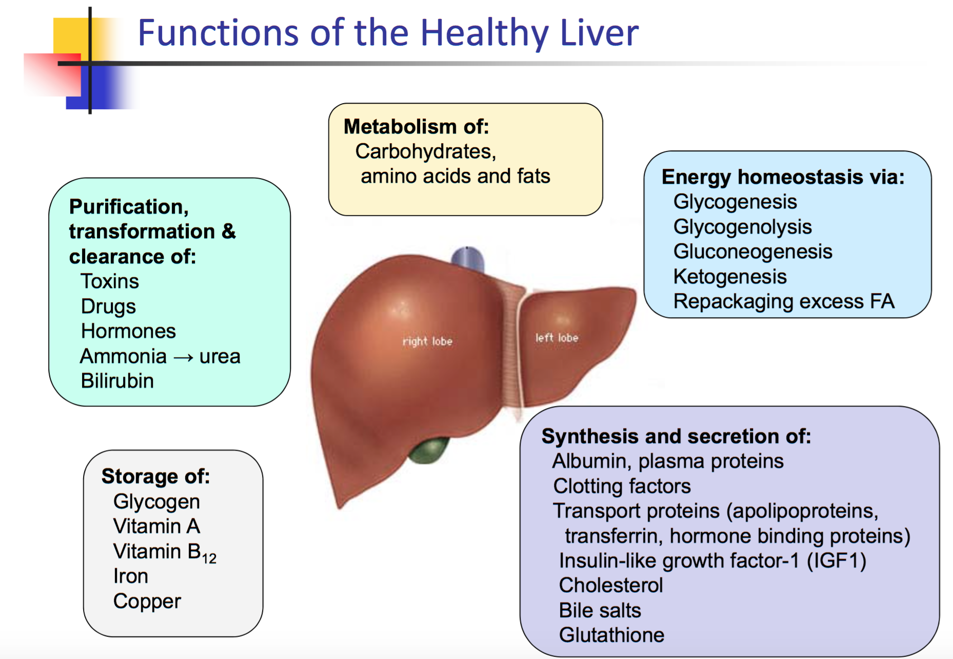 Liver function. Печень анатомия. Строение печени.