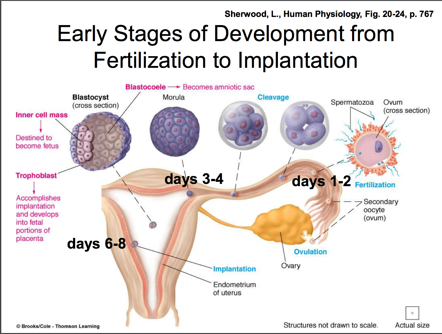 conception and implantation
