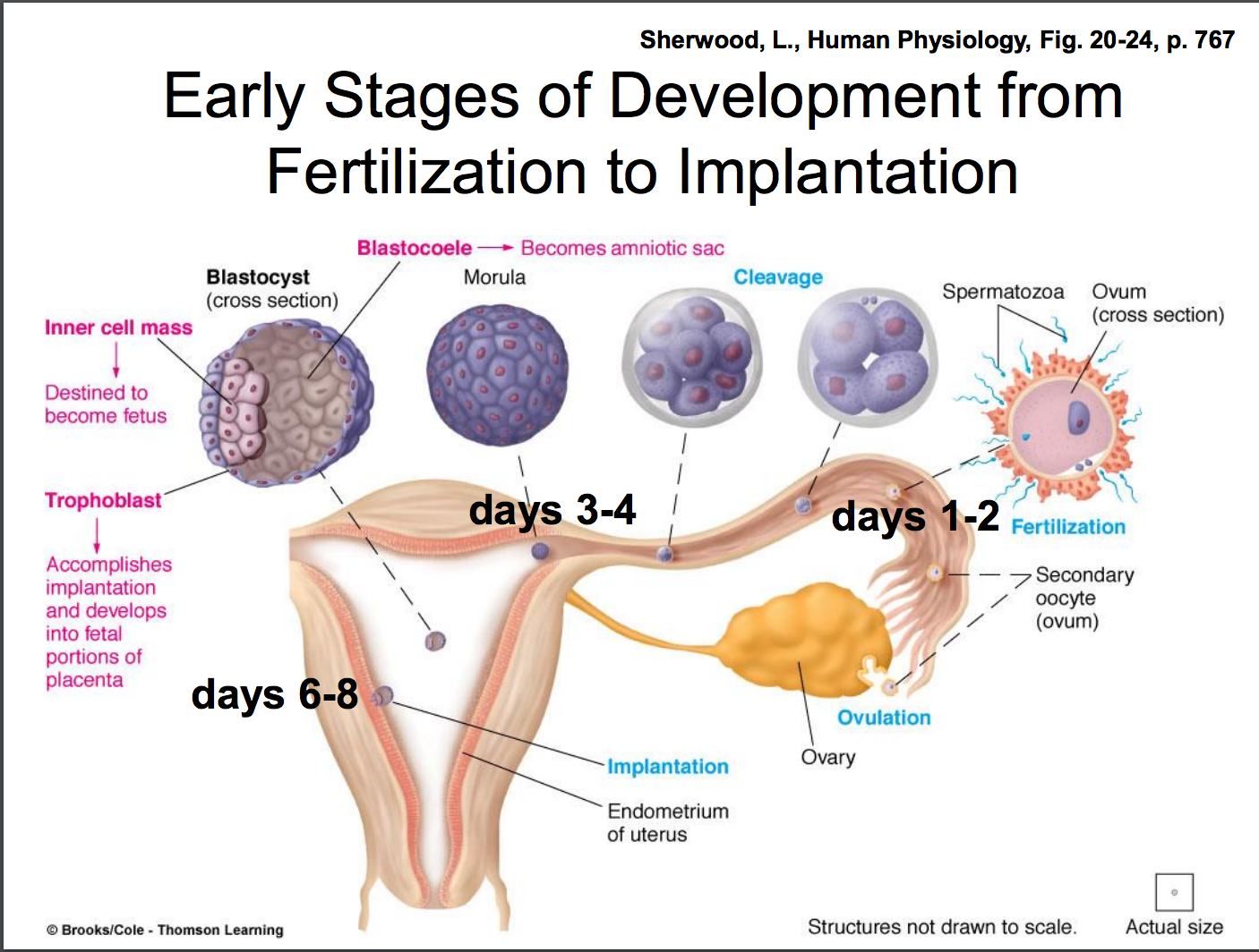  Conception and implantation  From Ovulation to 