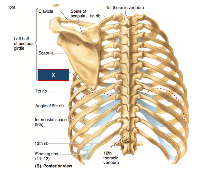 Anatomy Rib Cage Posterior View