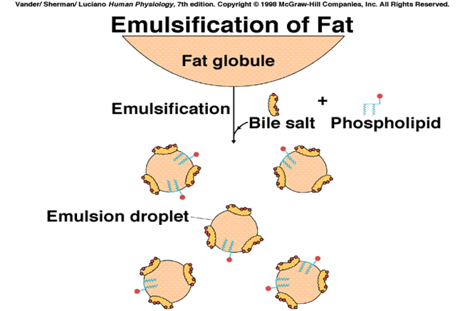 Resultado de imagem para emulsification of fats