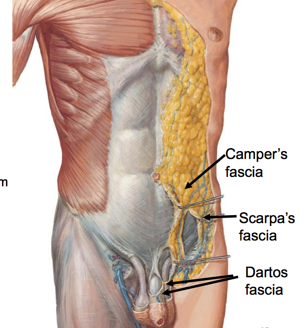 anterior abdominal wall inguinal region msk l25 flashcards memorang anterior abdominal wall inguinal