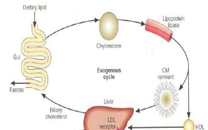 025 Lipoproteins Biochemistry Flashcards Memorang