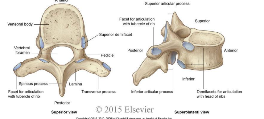 thoracic vertebrae labeled