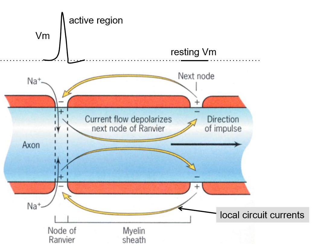 saltatory-propogation-saltatory-conduction-in-neurons-video-2019