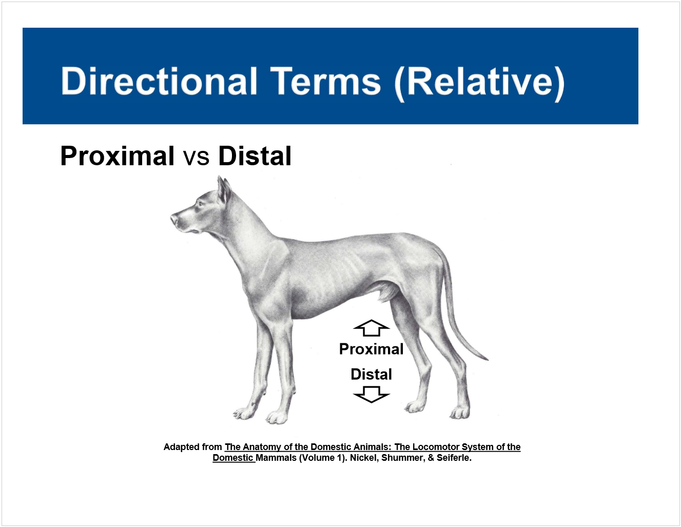 Proximal Vs Distal Anatomy - Anatomical Charts & Posters