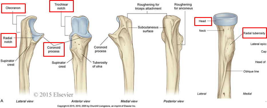 Coronoid Process Of Ulna - slidesharetrick