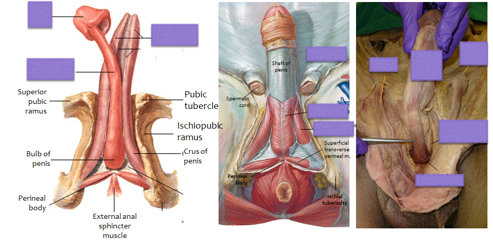 structura penisului intern