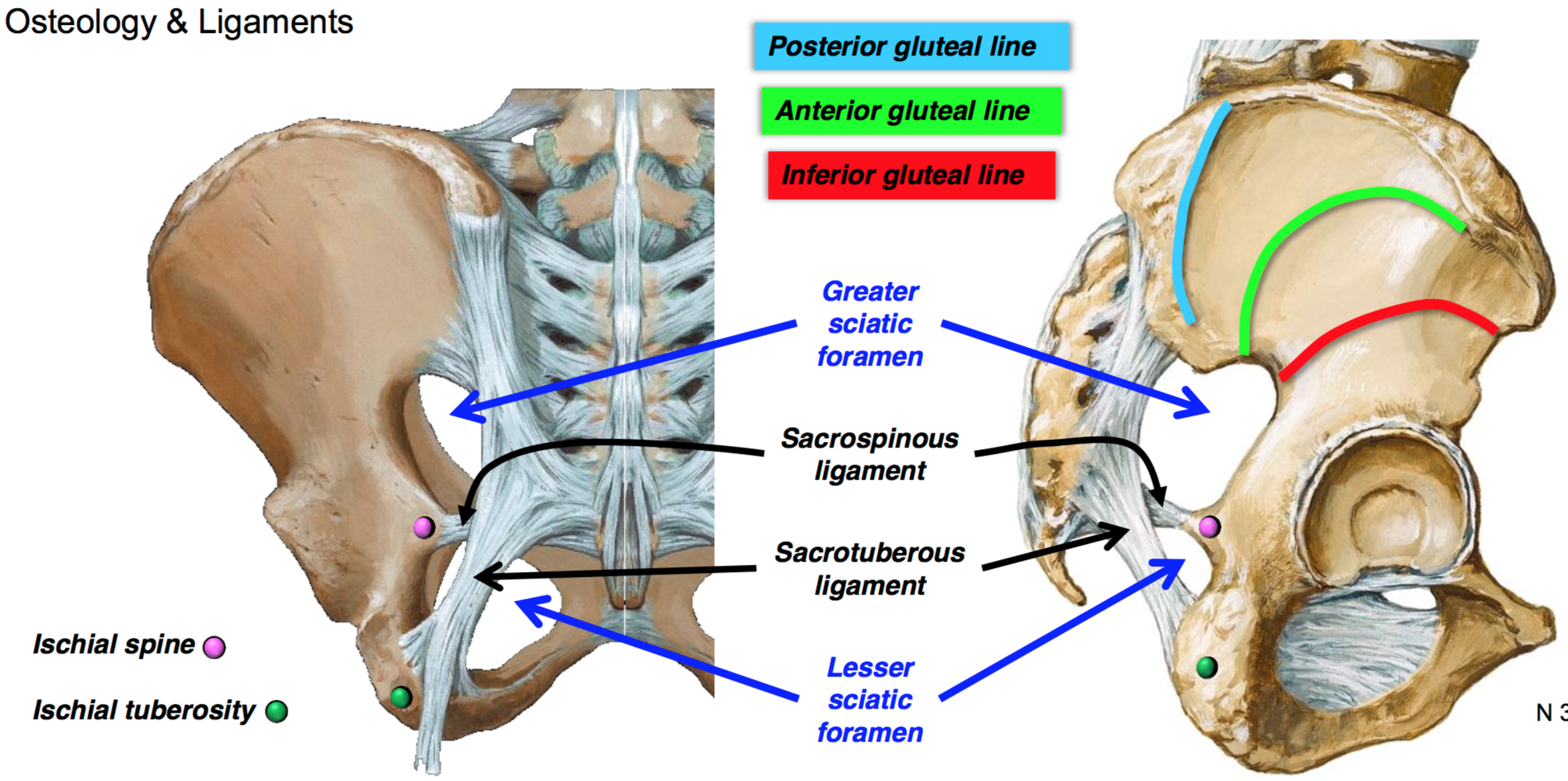 Greater sciatic foramen
Lesser sciatic foramen
Sacrospinous ligament
Sacrotuberous ligament
