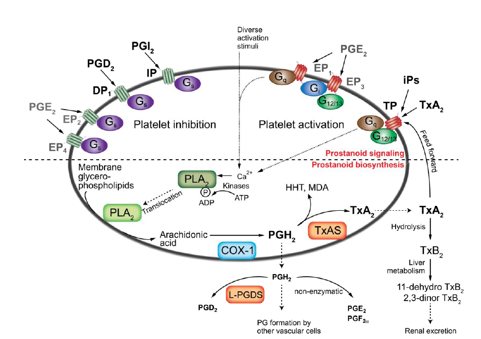 Nsaids Prostanoids 1 13 Pharmacology Flashcards Memorang