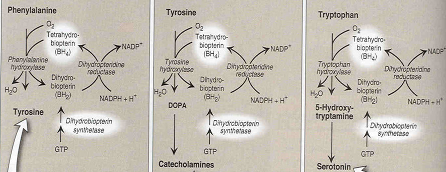 Dihydrobiopterin Reductase Pku Diet