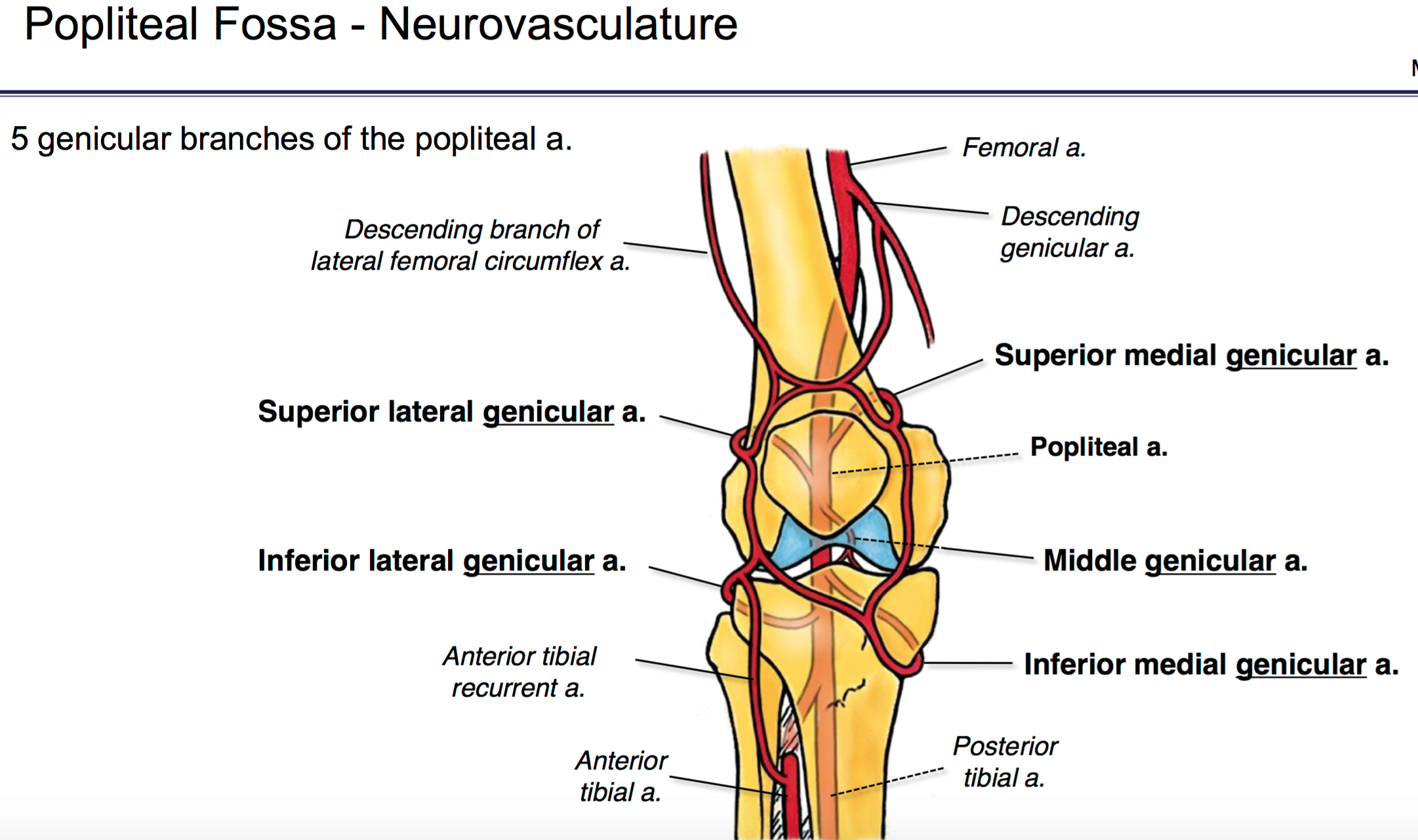 Knee Anatomy Neurovascular Images - How To Guide And Refrence