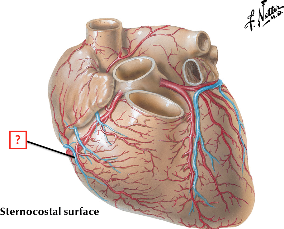 23+ Coronary Arteries And Veins Anatomy Background