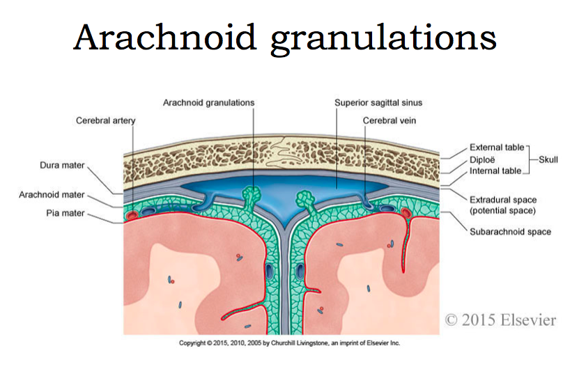 Image result for choroid and arachnoid granules