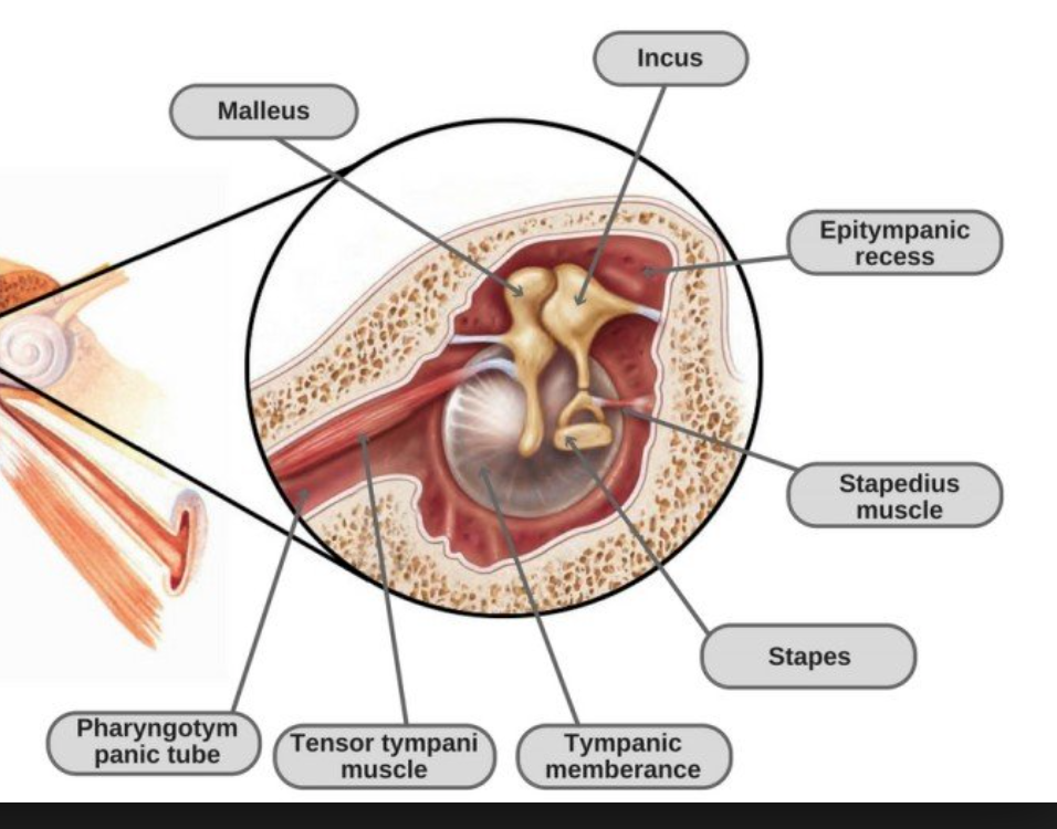 The Ear Auditory Pathway And Olfactory Pathway